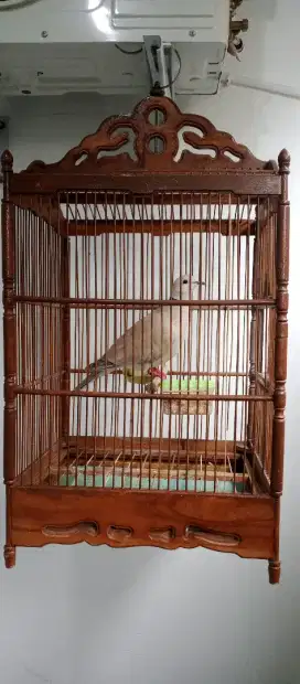 Burung puter pelung+kandang