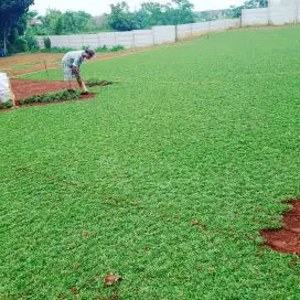 Rumput gajah mini murah