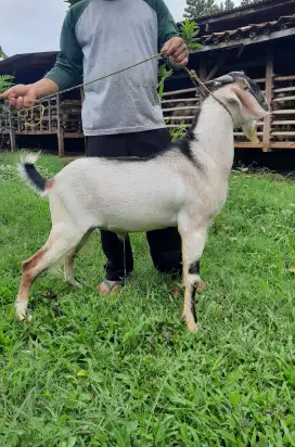 Kambing Besar Murah / Kambing Qurban