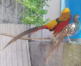 Ayam hias Golden pheasant