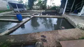 Kolam deras Pamaris Cijambe Subang Lg