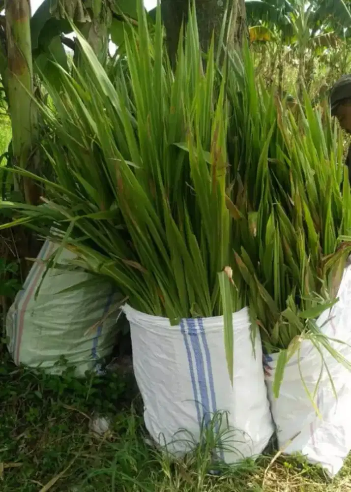 Rumput Odot ecer dan partai