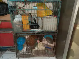 Kandang anjing sedang