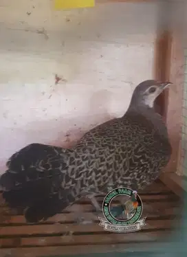 Jual betina ayam hutan hijau - betina ayam hutan hijau dewasa