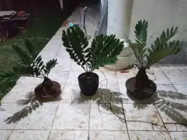Zamia furfuracea