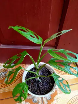 Tanaman Hias Janda Bolong (Monstera AdanSonii)