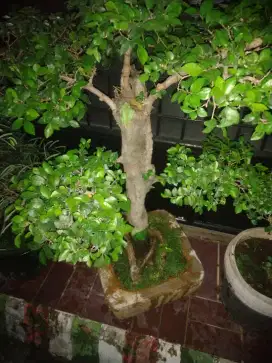 Bonsai Serut, Batang besar