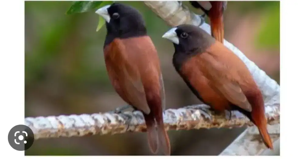 Burung emprit BHS black headed munia sepasang