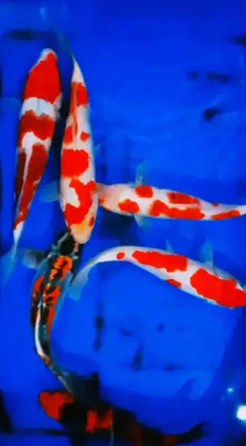 SUPER HIGH QUALITY KOI MIX SIZE 35CM PER/EKOR