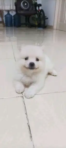 GROOMING DOG_CAT PANGGILAN TERDEKAT