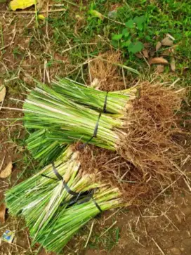 Rumput Vetiver | Rumput Pencegah Longsor.