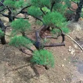 Jual pohon cemara udang bonsai