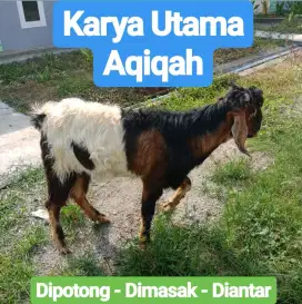 Paket Aqiqah Murah