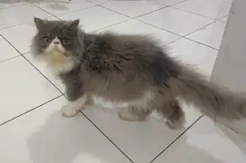 JASA PACAK KUCING PEAKNOSE BLUEBICOLOR (GARANSI HAMIL)