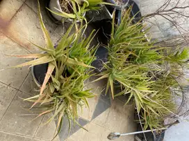 Lidah buaya Aloevera