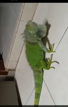 Iguana MURAH sepasang nego sampai deal