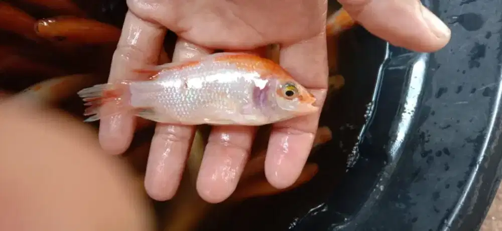 Ikan nila merah bangkok