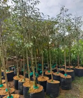 Bibit durian duren 3 meter bandar Lampung siap antar