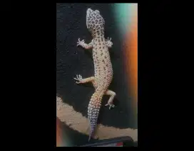 Gecko leopard 3 colors