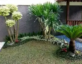 MURAH RUMPUT GAJAH MINI SEKALIAN TANAM DAN PEMBUATAN TAMAN