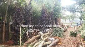 Pohon palem lontar - palem lontar batang keras 2 meter