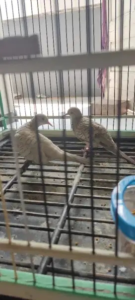 Burung Perkutut Silver Sepasang