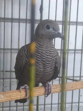 Perkutut cemani dewasa