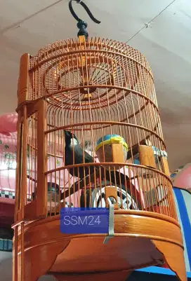 Burung Poksay Hongkong Pipi Putih Goyang Ekor Bisa Dikirim RI