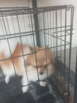 Terjual jasa grooming panggilan jakarta