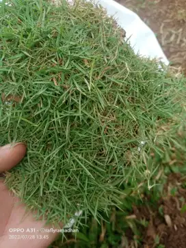 Jual rumput jepang..