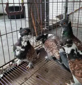 Merpati Hias Remaja Seperti Gambar