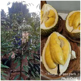 Promo Pohon durian bawor asli 100%