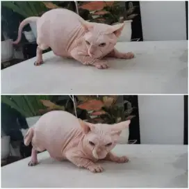 Kucing Sphynx Jantan Double Sertifikat