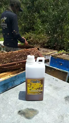 madu hutan murni/asli/tanpa campuran akasia
crassicarpa/carpa/karpa