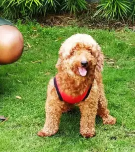 Pejantan red toy poodle