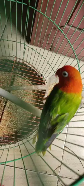 Lovebird biola green betina produksian