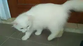 Grooming Panggilan kerumah