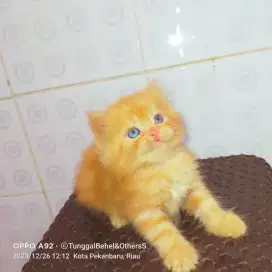 Kucing Persia kitten oren marbel jantan