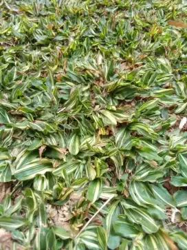 JUAL RUMPUT GAJAH MINI VARIGATA