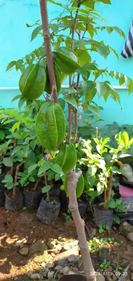 Menjual pohon belimbing Dewi madu