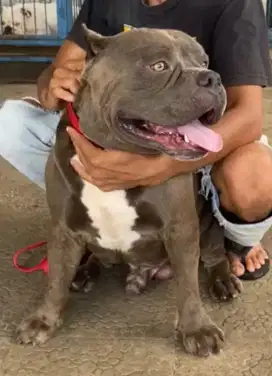 American Bully Male Blue