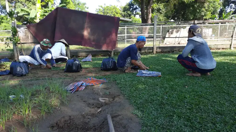 penjual rumput hias gajah mini/swis