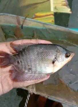 Ikan gurame soang