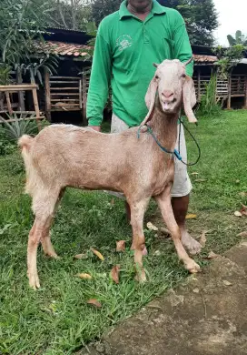 Kambing Besar, Kambing PE, Kambing Etawa