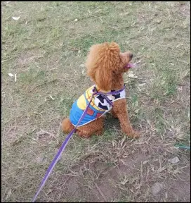 Pacak Pejantan Anjing Red Toy Poodle Berkualitas untuk Kawin