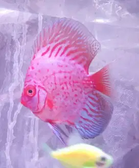 Size 4in Ikan Discus Blue Scorpion, Pigeon & Sun Red