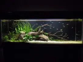 Aquarium aquascape penghias ruangan