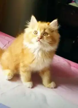 Kitten persia long hair