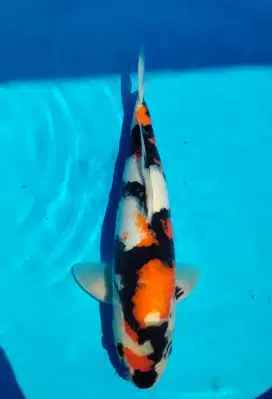 ikan koi showa sanshoku