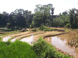 Jual Sawah dan kebun Produktif, 1,27 Ha
